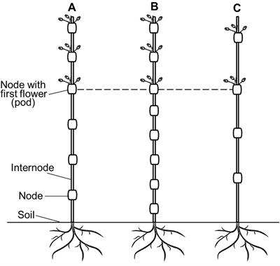 Frontiers | Height to first pod: A review of genetic and breeding